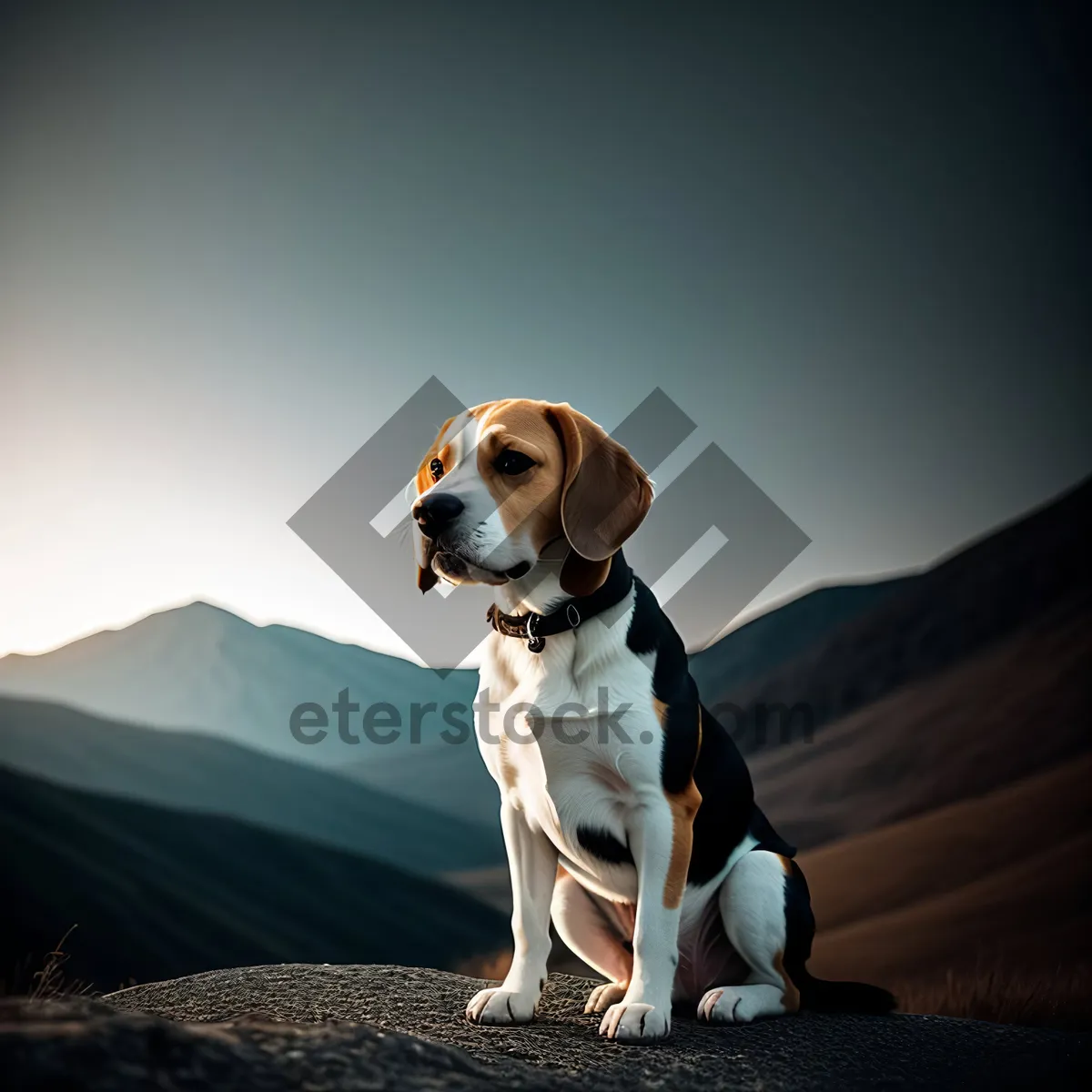 Picture of Adorable Beagle Puppy Poses for Portrait.