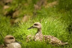 Aquatic Bird in Grass Feathers Wildlife Scene