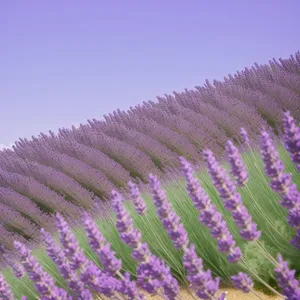 Lavender Field Bliss: Fragrant Purple Florals in Countryside