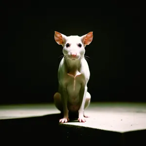 Cute Chihuahua Puppy Sitting