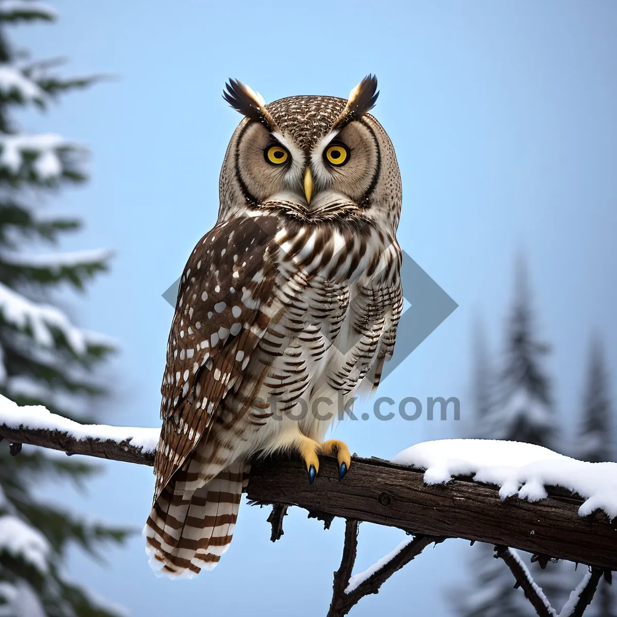 Picture of Eagle Staring with Yellow Eyes