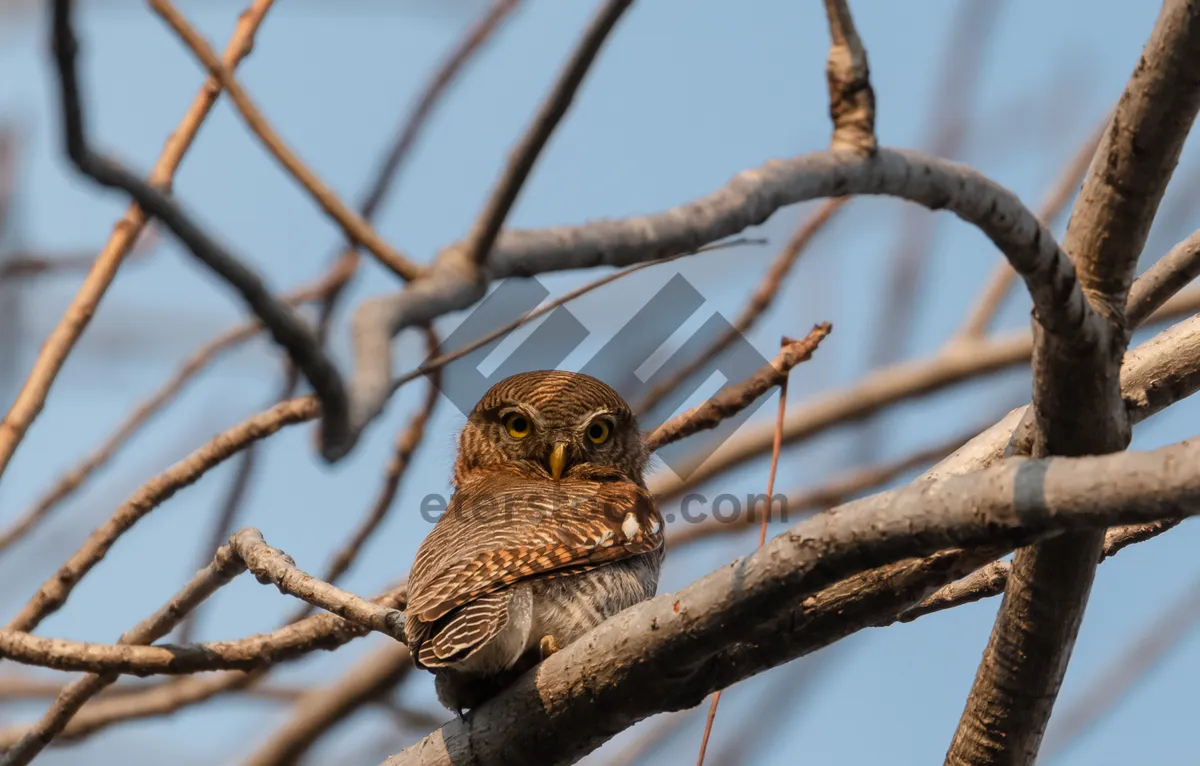 Picture of Wild bird perched on spring forest branch with wings.