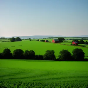 Sunlit Wheat Field in Rural Landscape