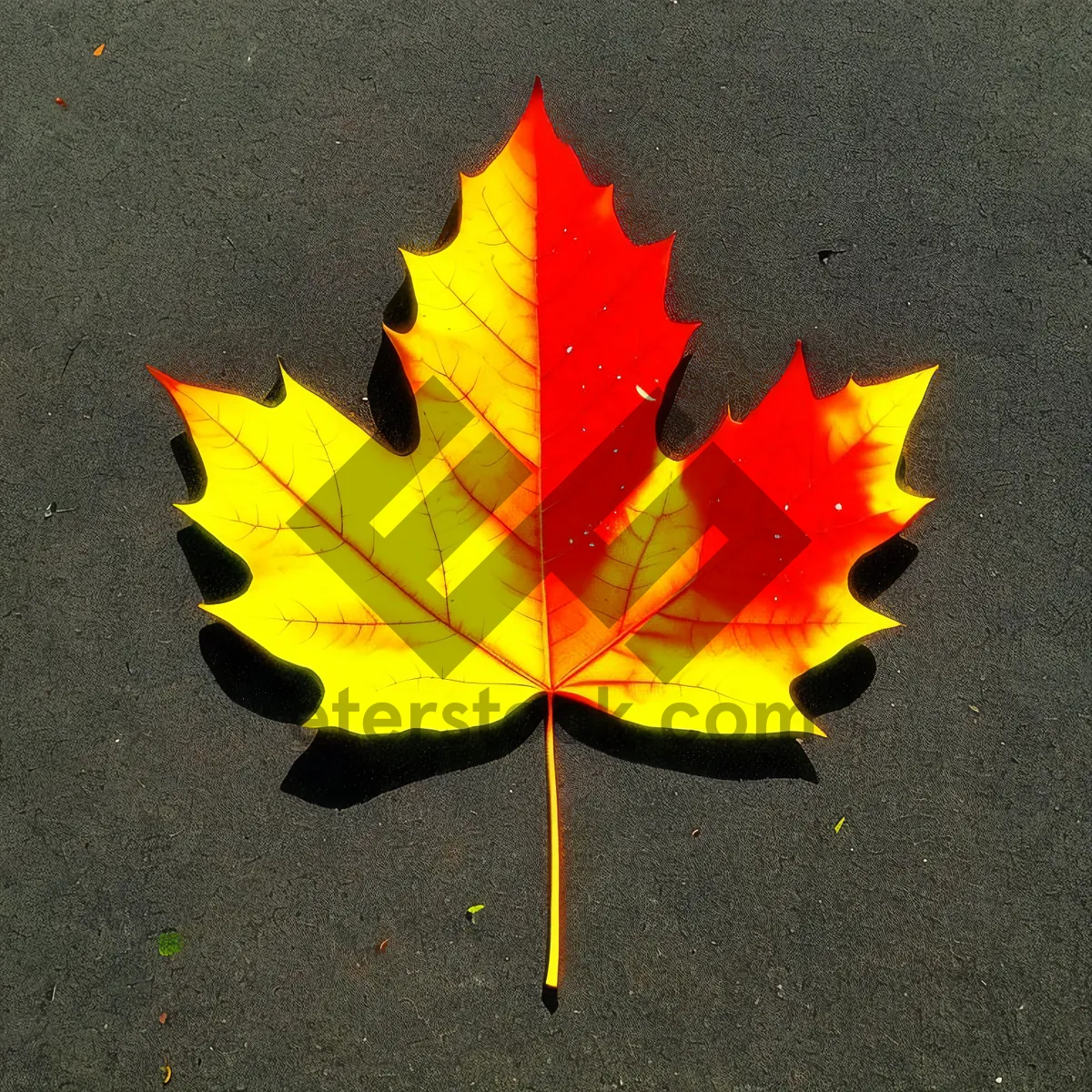 Picture of Autumn Maple Wheel with Colorful Leaves