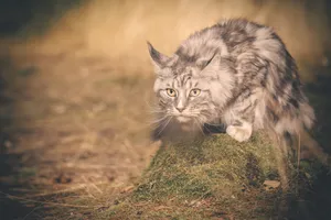 Pretty domestic tabby cat with striking eyes.