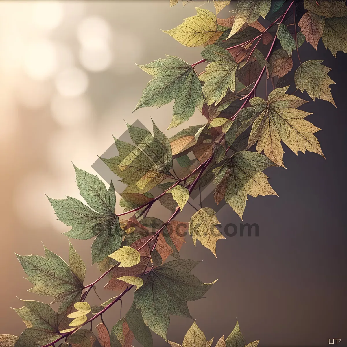 Picture of Lush Maple Tree Branch in Sunlit Forest