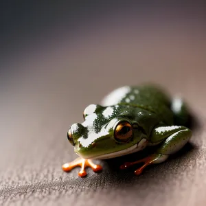 Bulging-eyed Tree Frog in Wildlife - Close-Up