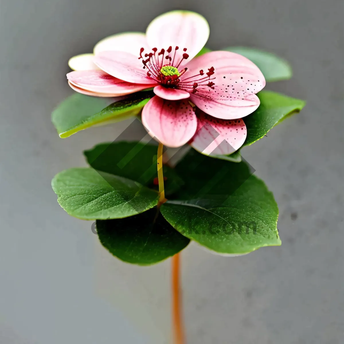 Picture of Pink Blossoming Floral Beauty with Scarlet Pimpernel