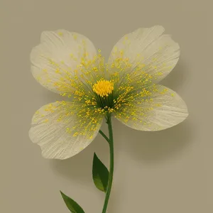 Yellow Buttercup Blooming in Fresh Summer Garden