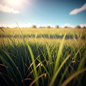 Vibrant Rural Wheat Field Under Sunny Sky