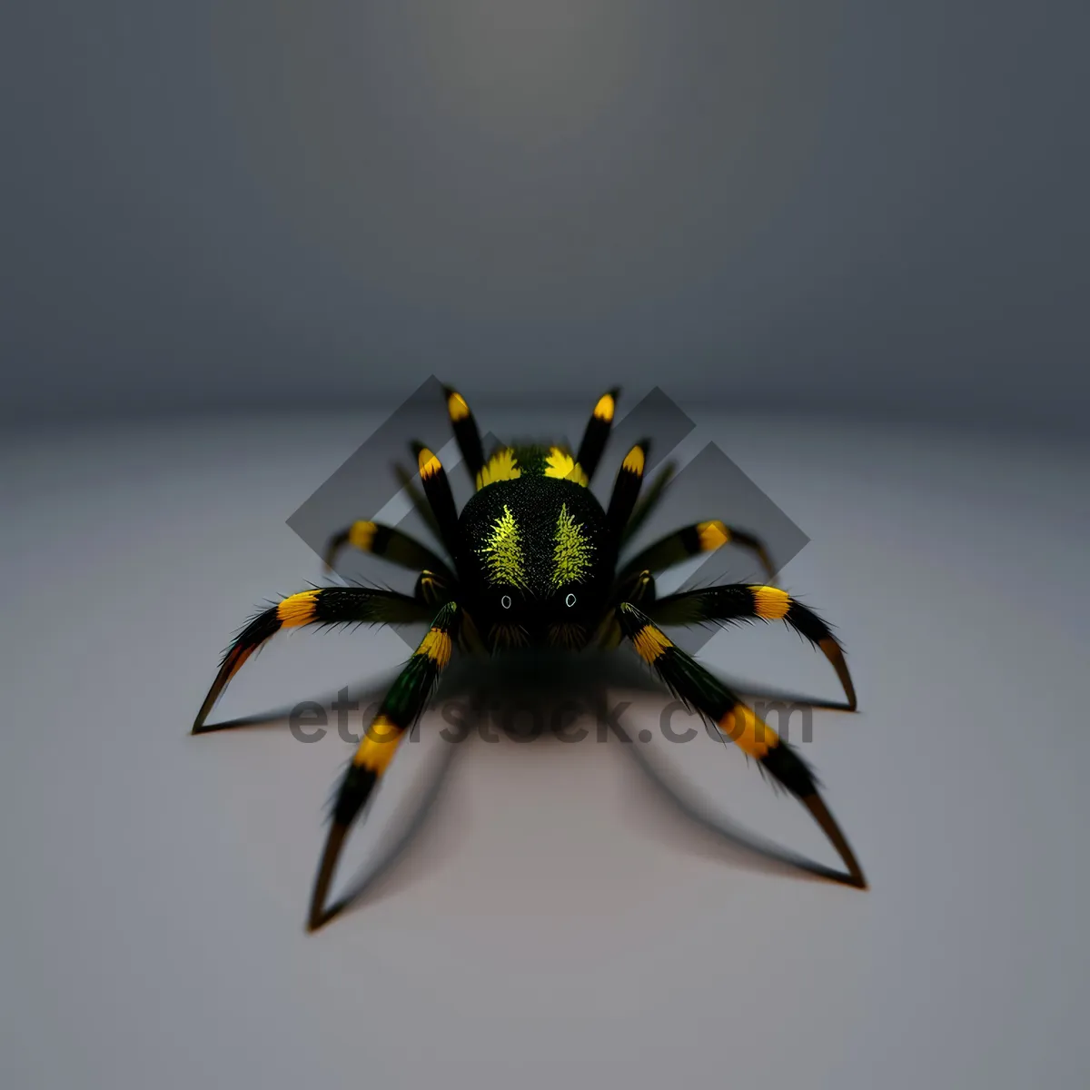 Picture of Black and Gold Garden Spider on Sunflower