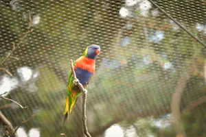 Bright tropical parrot with colorful feathers on branch.