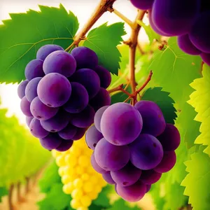 Vibrant Autumn Harvest of Ripe Juicy Grapes