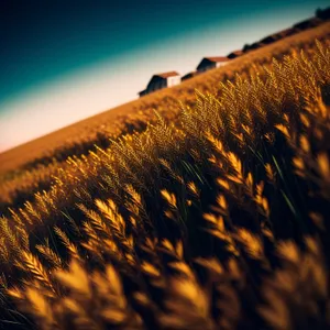 Golden Harvest: Serene Wheat Fields basking under the Morning Sun.