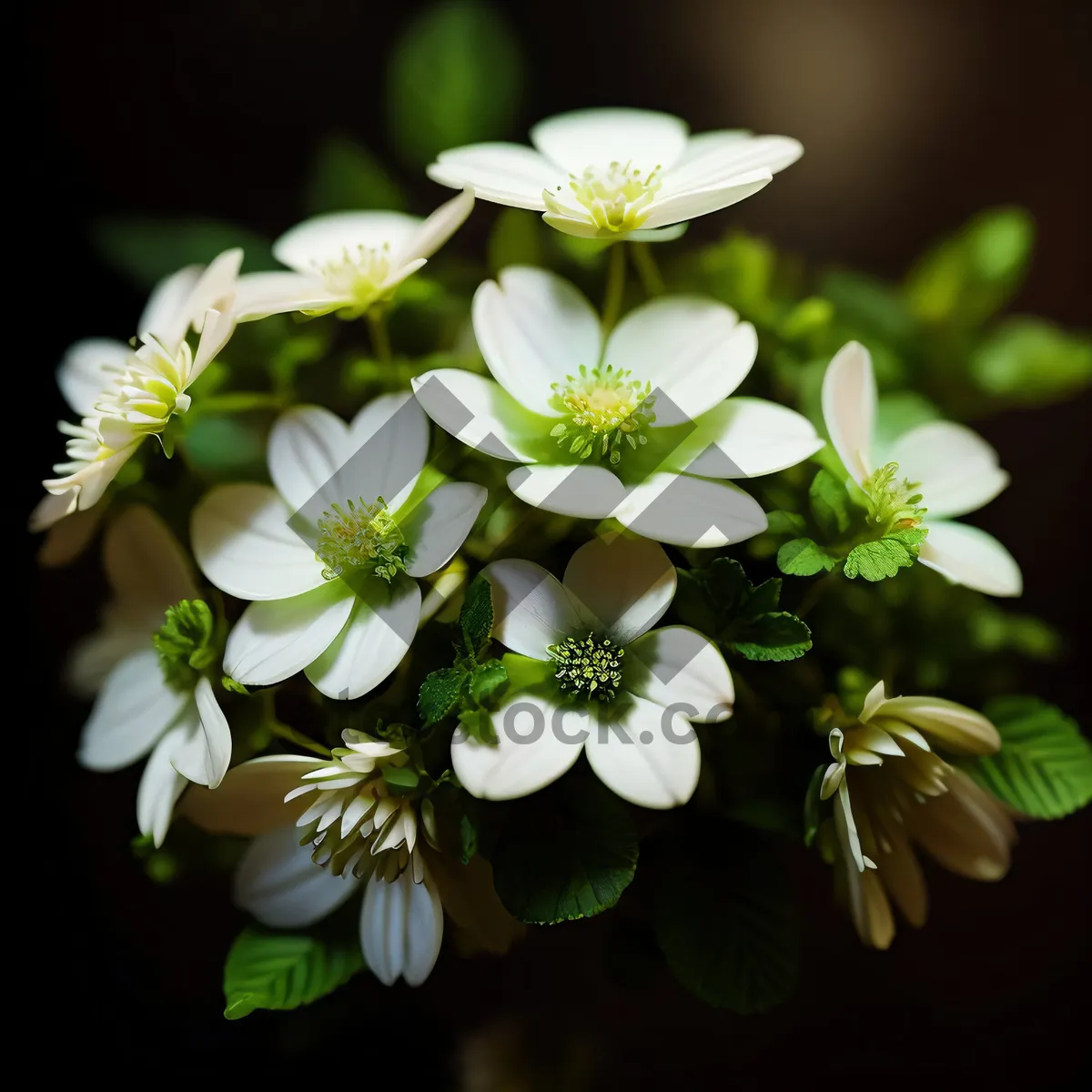 Picture of Vibrant Blooming Bridal Wreath Bush in Spring Garden