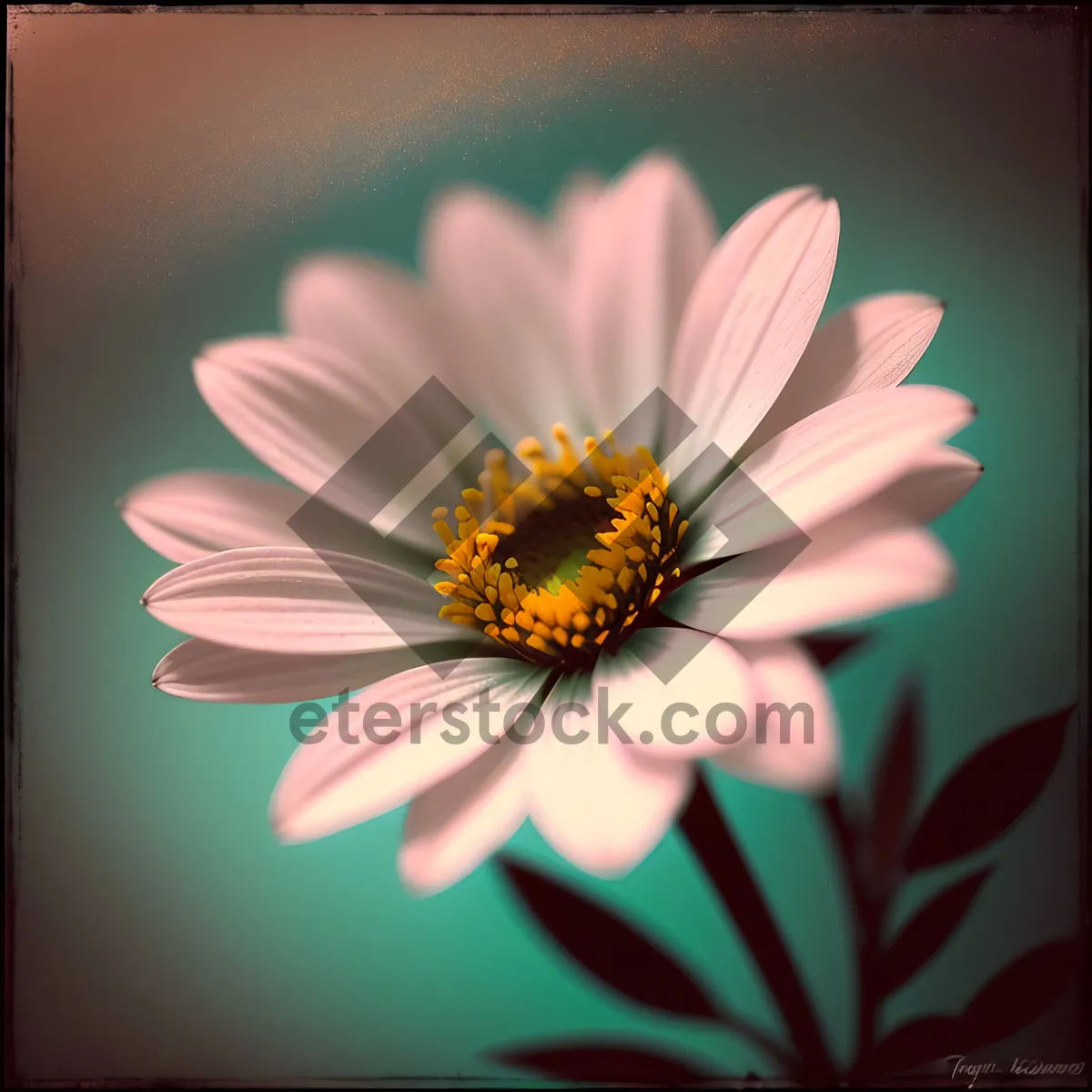Picture of Vibrant Blooming Daisy in a Summer Garden
