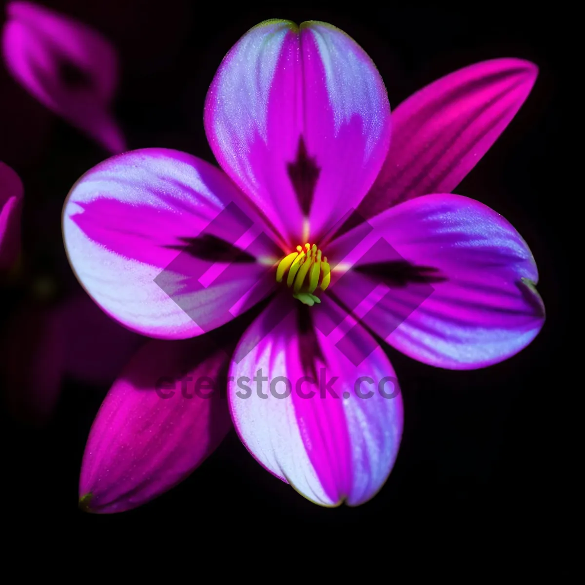 Picture of Blooming Pink Petals: Vibrant Floral Delight in Spring