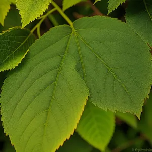 Vibrant Maple Leaves in Lush Forest