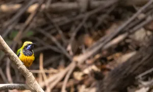 Wild Bird with Red Breast and Wing Feathers