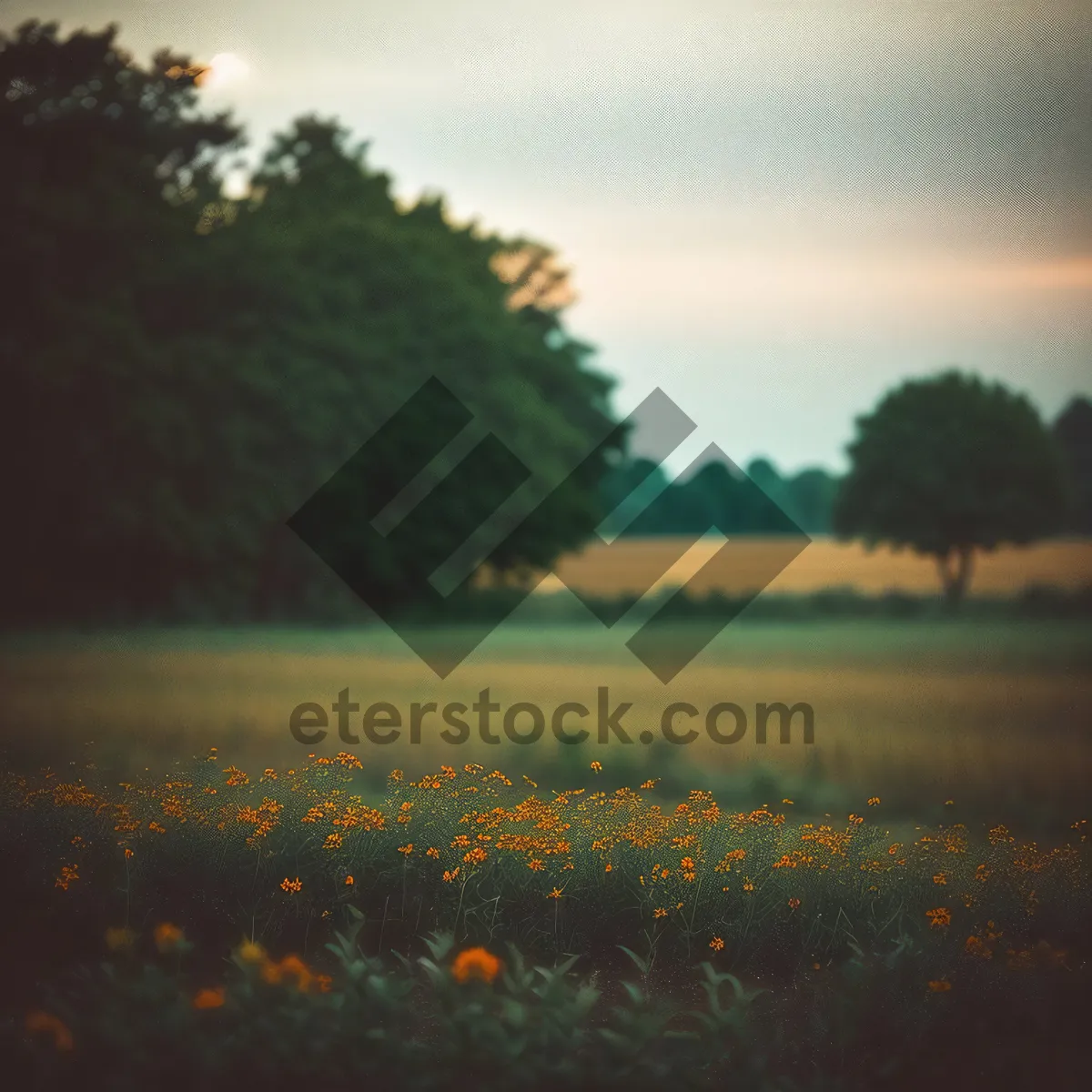Picture of Sunny Horizon Over Meadow and Fields