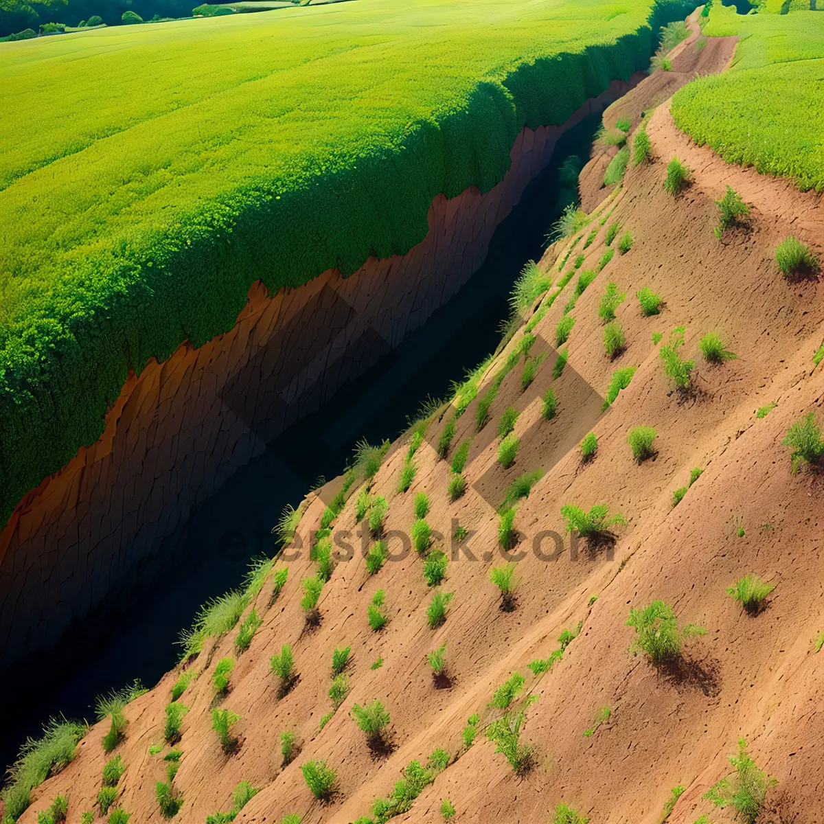 Picture of Serene Rice Farm in Countryside Valley