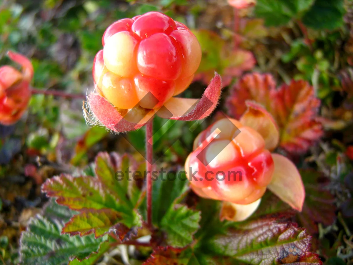 Picture of Fresh Juicy Cherry Berry on Green Leaves Branch