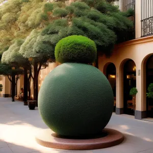Citrus Tree with Edible Fruit and Ball-like Shape