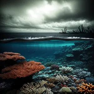 Exotic Coral Reef Paradise: Vibrant Underwater Marine Life