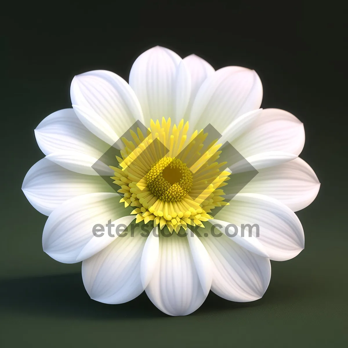 Picture of Daisy Blossom - Fresh Blooming Meadow