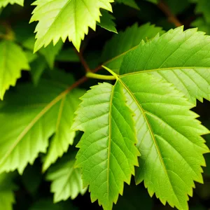 Lush Maple Branch in Sunlit Forest