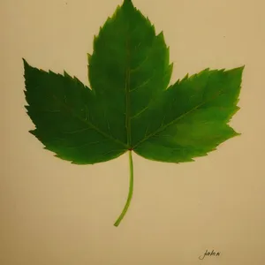 Vibrant Maple Leaf in Natural Garden