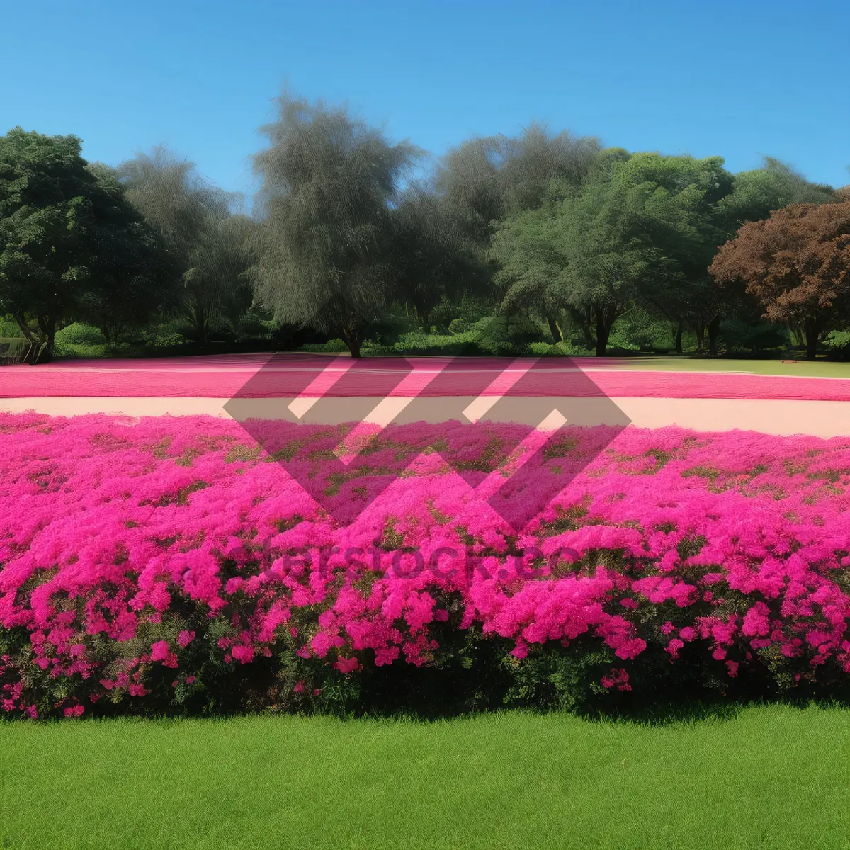 Picture of Countryside landscape with blooming phlox in spring sunshine