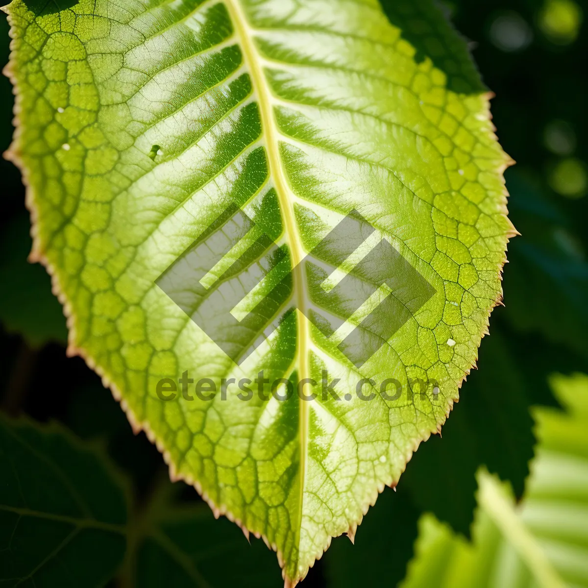 Picture of Vibrant Summer Foliage in a Lush Forest