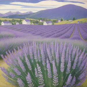 Vibrant Purple Lavender Shrub in Field