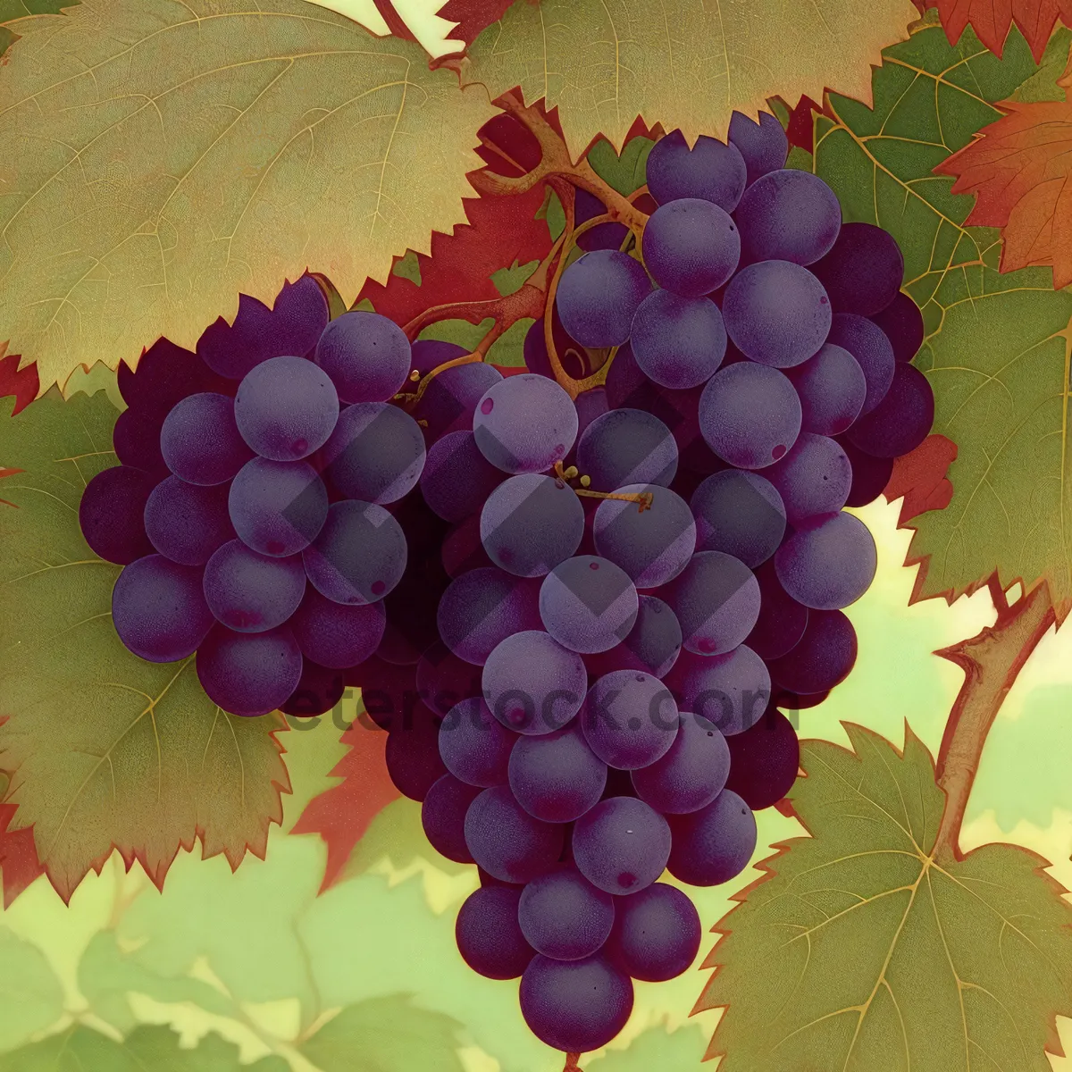 Picture of Juicy Autumn Harvest: Ripe Muscat Grapes Close-Up