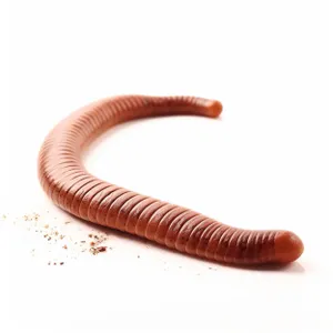 Millipede - Invertebrate Arthropod Cleaner