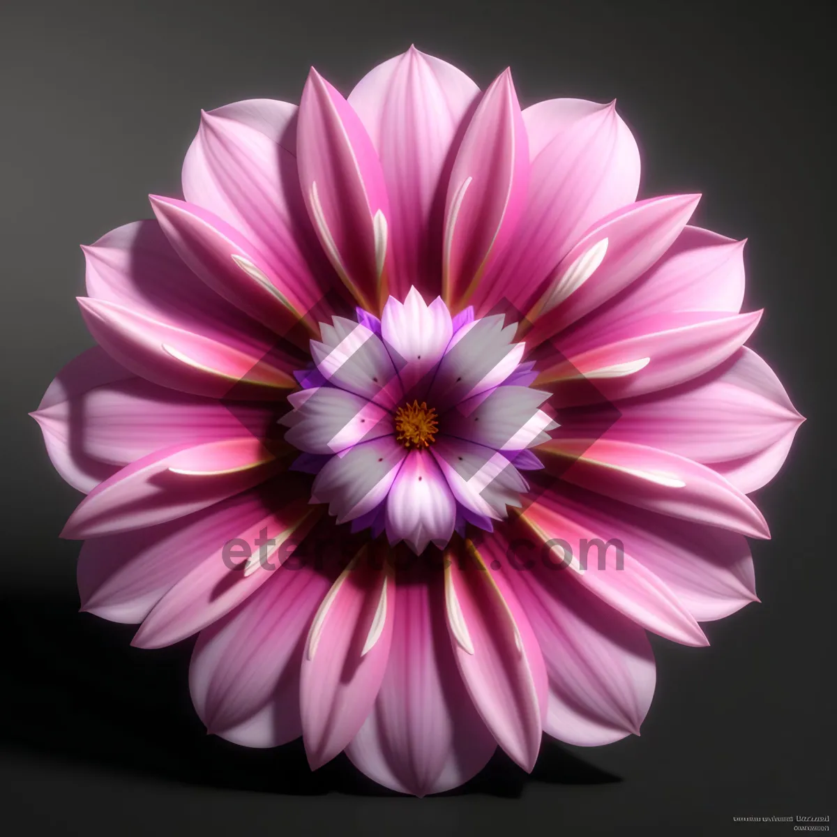 Picture of Vibrant Pink Daisy Blossom in Full Bloom