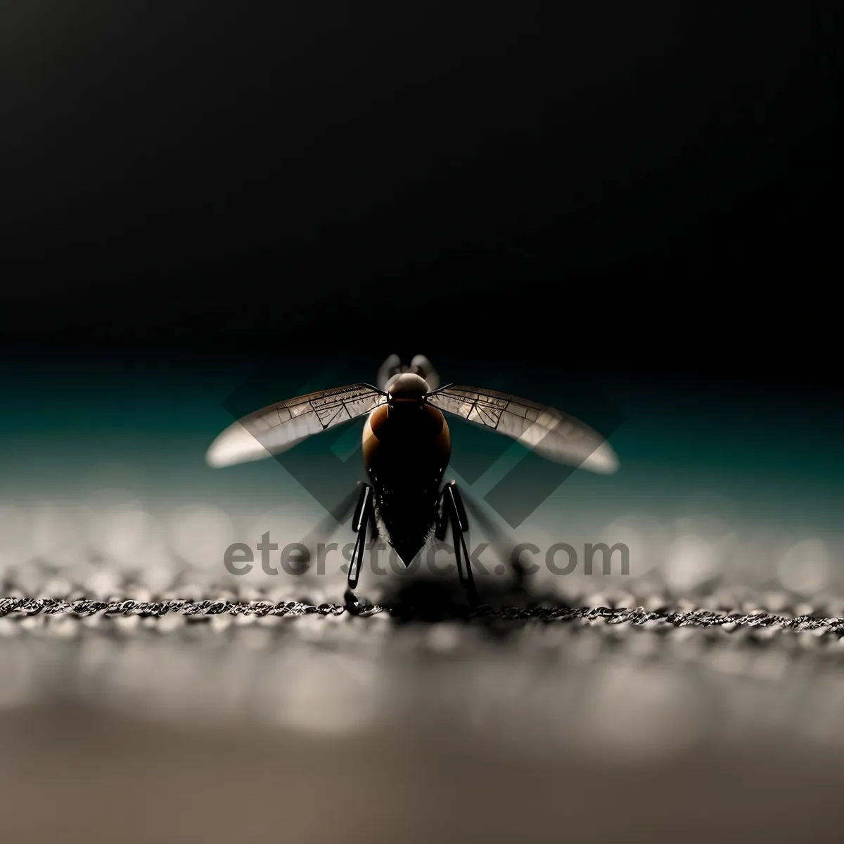 Picture of Dragonfly Wing Close-Up: Delicate Insect Arthropod Image
