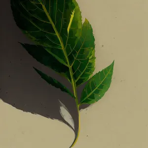 Bright Spring Foliage: Vibrant Kale Leaves in Garden Setting