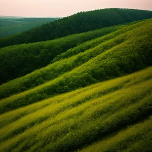 Idyllic Soybean Field in the Rural Landscape