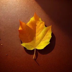 Vibrant Yellow Rose Blossom in Full Bloom