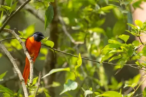 Colorful parrot perched on tropical tree branch.