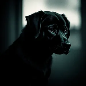 Cute Black Retriever Puppy Portrait