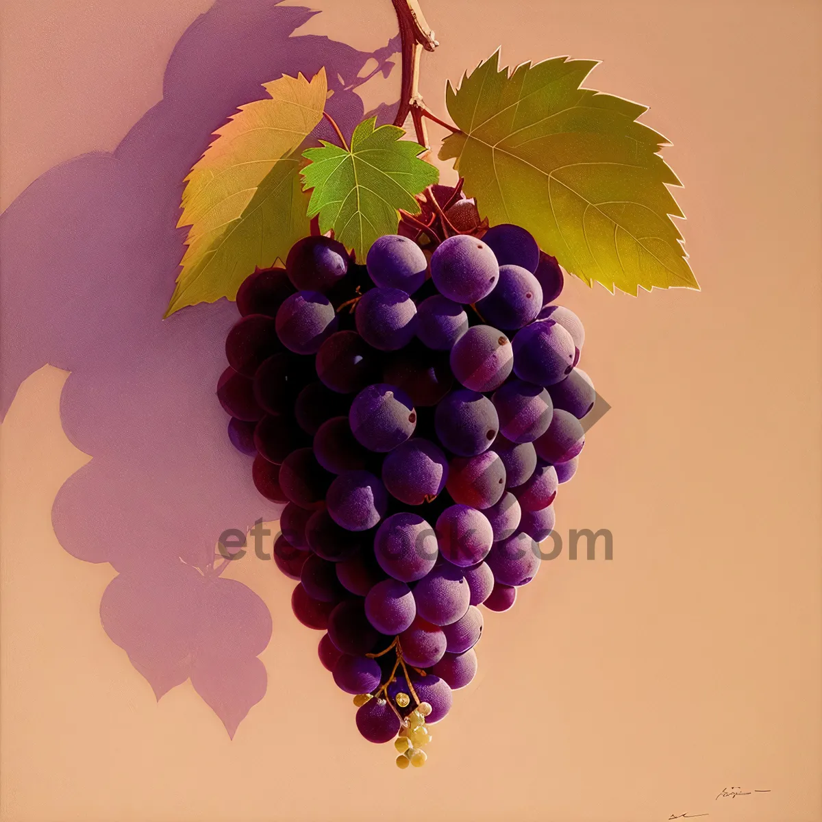 Picture of Grape Harvest in a Vineyard