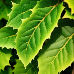 Vibrant Foliage: Lush and Fresh Fig Tree Leaves