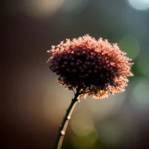 Beautiful Spirea Blooming in Garden