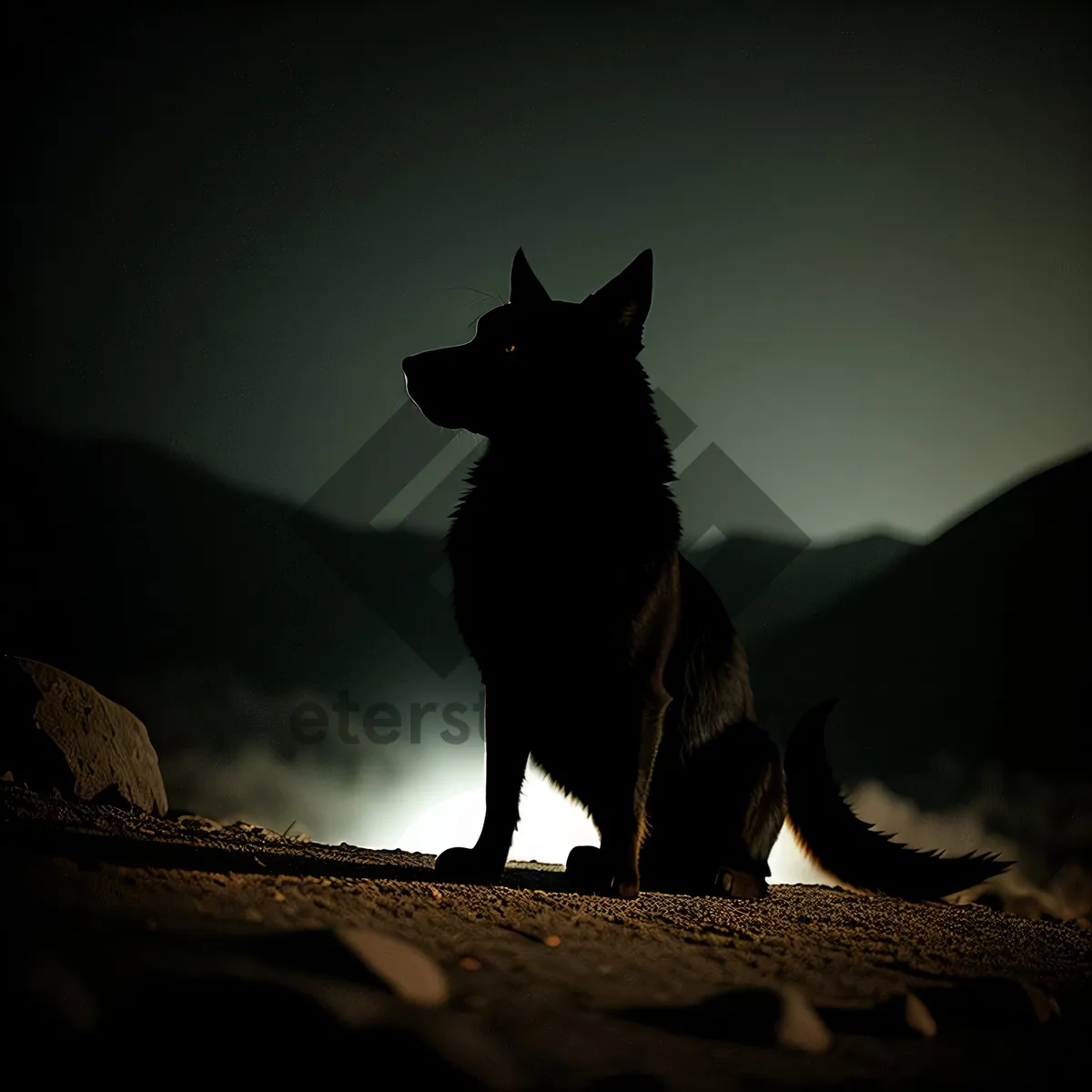 Picture of Black Canine Shepherd Silhouetted against Sunset