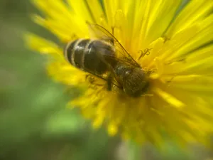 A bee collects pollen on a flower