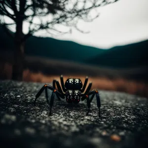 Black Widow Spider, Close-Up View of Arachnid