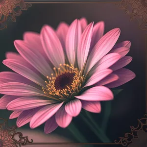 Lively Blooming Daisy with Vibrant Petals